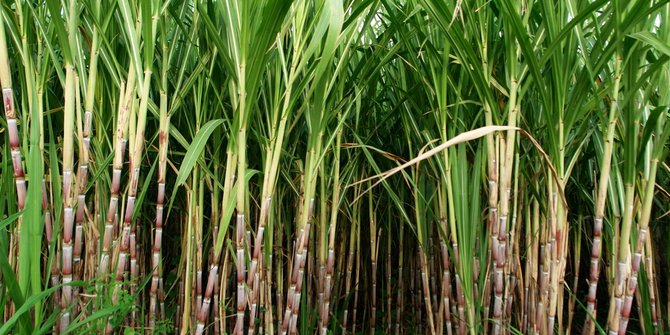 6 BUMN sepakat budidaya 2,4 juta hektar tanaman tebu