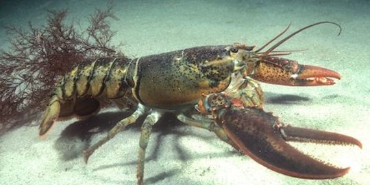 Pemerintah gagalkan penyelundupan 404.385 ekor benih lobster