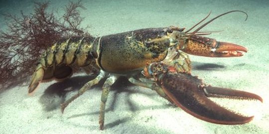 Ini kronologis penyelundupan 404.385 benih lobster