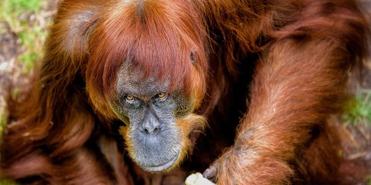 Ini Puan, orangutan asal Sumatera tertua di dunia