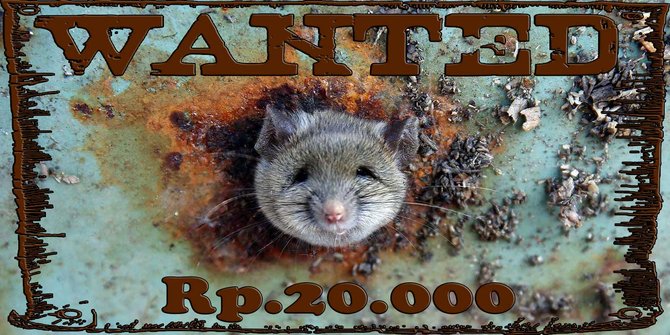 wanted tikus