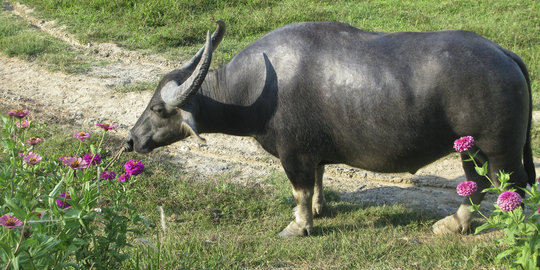 Ada impor daging kerbau dari India, stok aman hingga akhir tahun