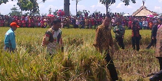 Pakai batik lengan panjang, Jokowi turun ke sawah pantau 