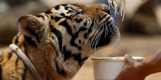 Harimau Sumatera terjerat perangkap di hutan Bener Meriah