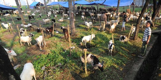 Teror misterius di Gunungkidul, banyak kambing mati kehabisan darah