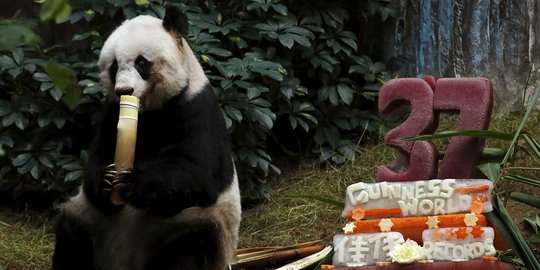 Pamer kekuatan depan teman wanita, pria ini masuk kandang panda