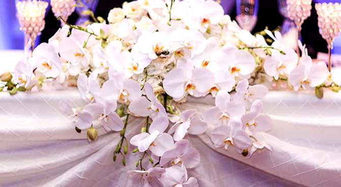 ilustrasi bunga anggrek untuk dekorasi pernikahan
