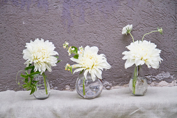 ilustrasi bunga dahlia untuk dekorasi pernikahan