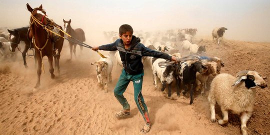 Pengungsi Irak berduyun-duyun selamatkan hewan ternak dari Mosul