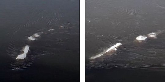 [Video] Makhluk air mirip Loch Ness muncul di perairan Alaska