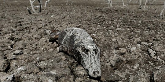 Buaya-buaya di Paraguay mati mengenaskan karena kekeringan