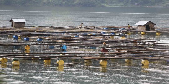Pemerintah revitalisasi keramba genjot produksi ikan dan rumput laut