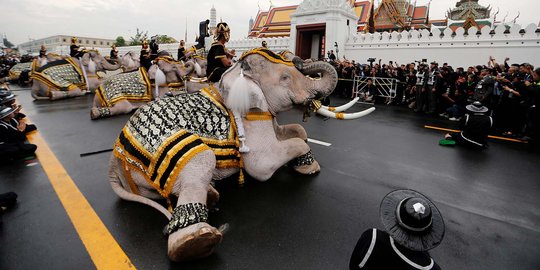 Aksi gajah putih beri penghormatan untuk Raja Thailand