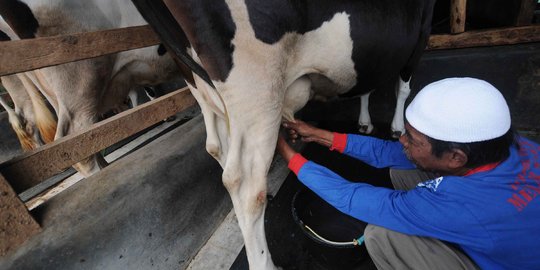 Memprihatinkan, produksi susu segar Indonesia terus menurun