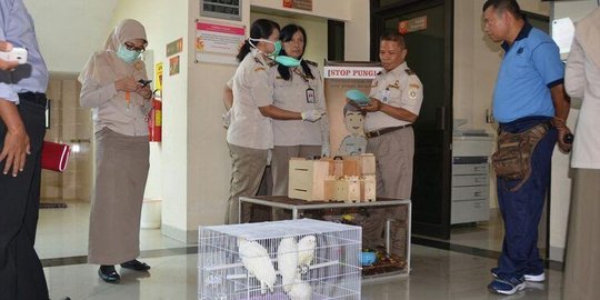 Hendak selundupkan ke Singapura, Wong 'simpan' 36 burung dalam koper