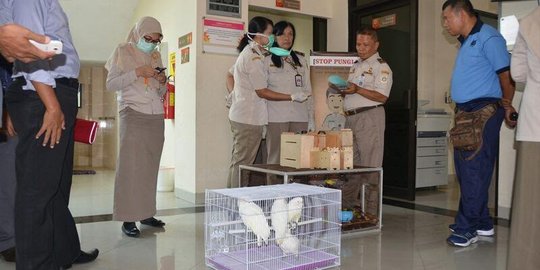 Kasus WNA selundupkan burung di bandara dilimpahkan ke Polda DIY