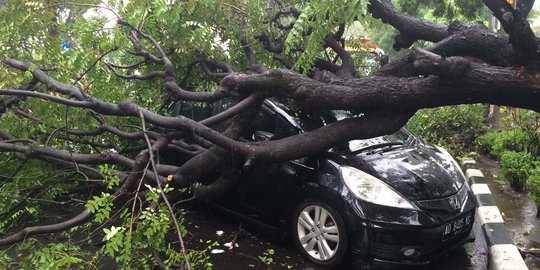 Hujan deras di Solo, mobil Jazz hitam ringsek tertimpa pohon