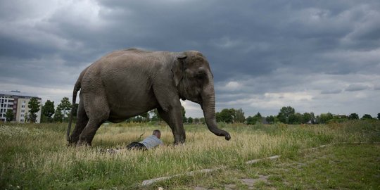 Haris si gajah tersesat berhasil 'pulang' ke Jambi