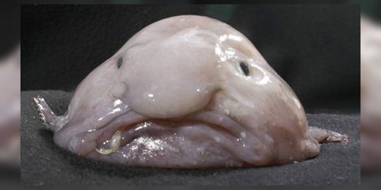 oleh seekor ikan bernama mr blobby