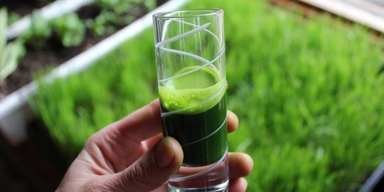 Jus rumput ini efektif untuk sembuhkan penyakit diabetes