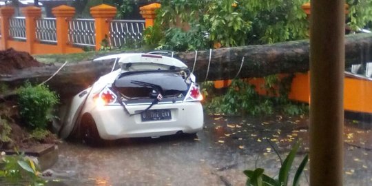 Hujan deras guyur Jakarta, satu mobil rusak tertimpa pohon tumbang