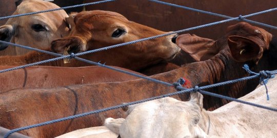 Mendag: Sapi Australia mahal, kita buka impor dari Spanyol & Brasil