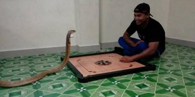 Pria ini nikahi ular kobra, anggap reinkarnasi pacarnya sudah tiada