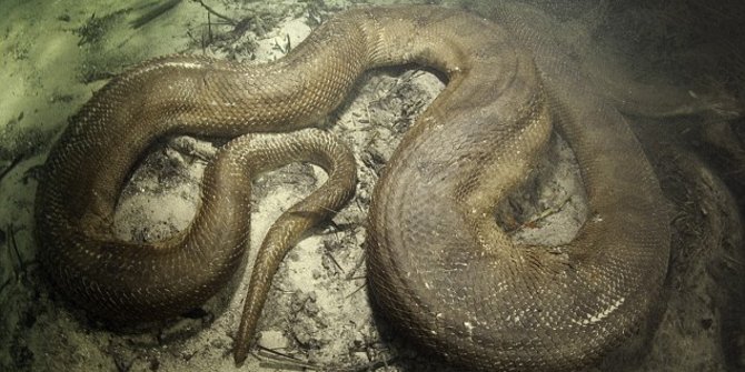 [Video] Seram, ular raksasa jatuh dari plafon di restoran Hong Kong