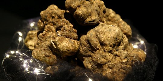 Melihat lebih dekat truffle, jamur termahal di dunia