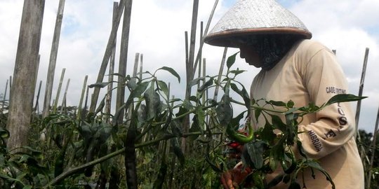 Rugi hingga Rp 70 juta, petani cabai di Banyumas tanam sayur lain