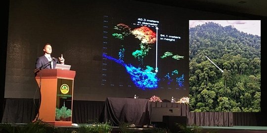 Pohon tropis tertinggi di dunia ternyata ada di Kalimantan 