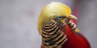 Burung di China ini terkenal karena berambut mirip Donald Trump