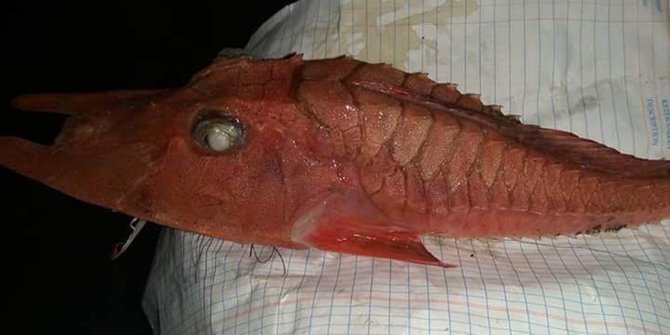 Ikan merah aneh ditemukan di Pantai Kambiow Sulawesi Utara 