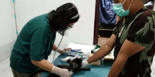 Enam ekor lutung Jawa di JLC diperiksa dan dipasang cip