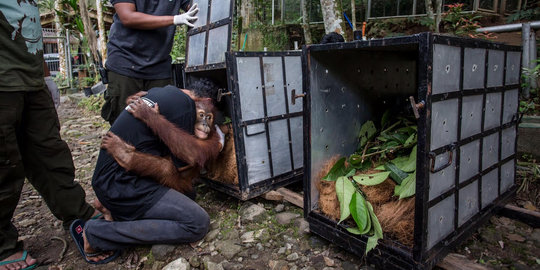 Belajar hidup liar, Upin & 3 orangutan lain dilepas ke hutan Aceh