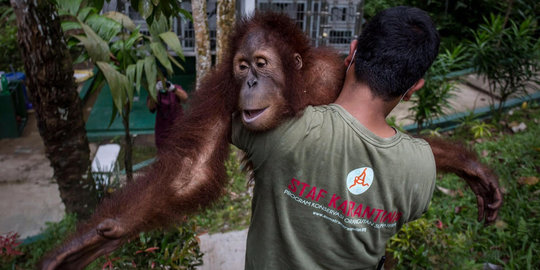 Upin bersama 3 orangutan lainnya dilepas ke hutan Aceh