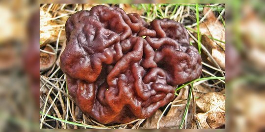 berbentuk seperti otak manusia rev1