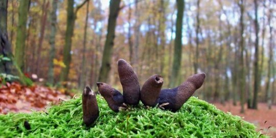 mirip jari jari zombie yang akan bangkit dari kubur rev1