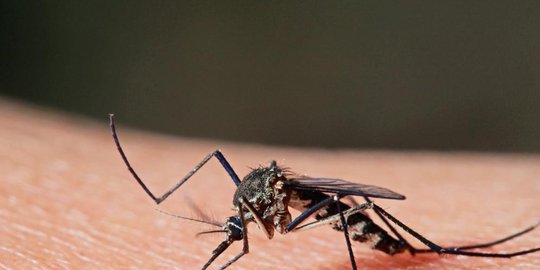 waspada, ini 5 penyakit mematikan yang ditularkan hewan di sekitarmu
