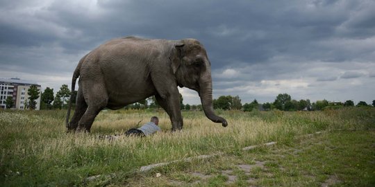 Gajah kembali ditemukan mati perkebunan sawit di Aceh Timur