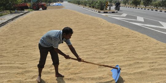 Nekatnya petani India jemur gabah di tengah jalan raya