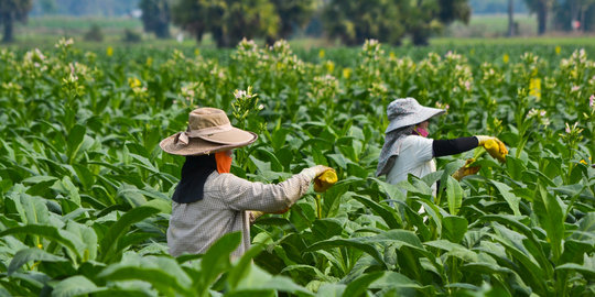 Petani tak terima Kementan sebut Indonesia butuh impor tembakau