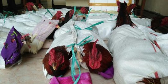 Terdengar suara 'kokok', 40 ayam aduan selundupan terbongkar di Bali