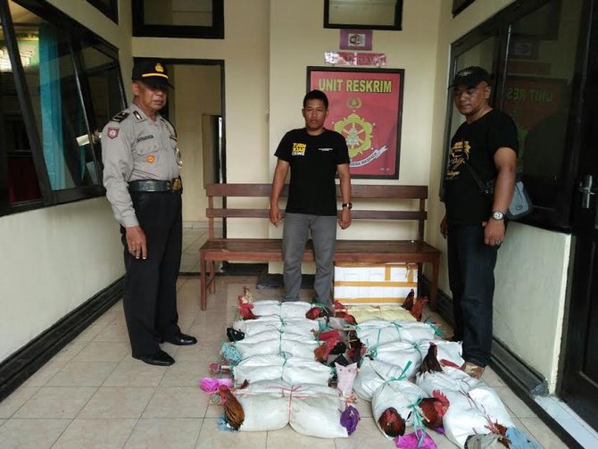 ayam aduan selundupan di bali terbongkar