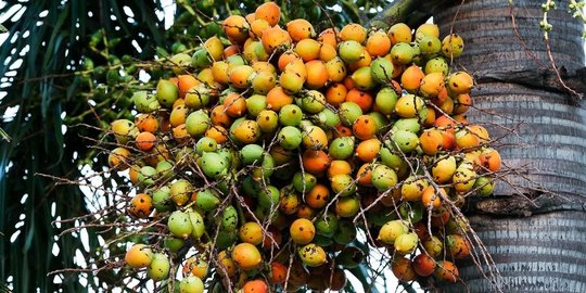 Kunyah pinang, kebiasaan tradisional Indonesia pencegah kanker