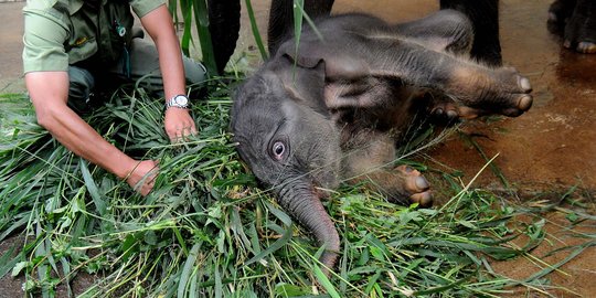 Anak gajah mati di TNWK, diduga terinjak induk saat diusir warga