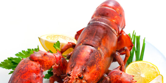 Benih Lobster senilai Rp 1,6 miliar gagal diselundupkan ke Singapura