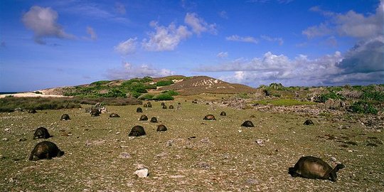 Aldabra, pulau karang yang dikuasai ratusan ribu kura-kura raksasa