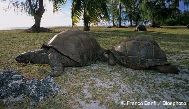 aldabra giant tortoise