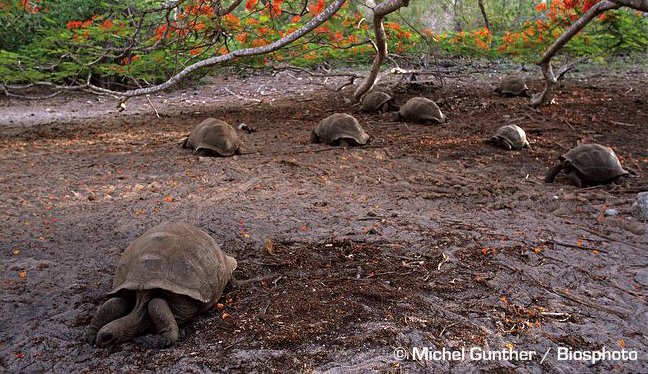 aldabra giant tortoise